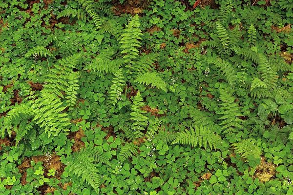 Jones, Adam 아티스트의 Ferns and sorrel on forest floor-Hoh Rainforest-Olympic National Park-Washington State작품입니다.